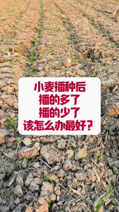 С󲥵Ķô #ũҵݪֲ #ũҵݪֲ #ݪֲС #ũҵƹ