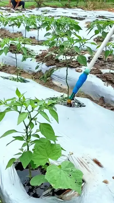 不管你的辣椒是黄叶卷叶，还是涨势缓慢，开花少不做果等问题，都可以用这个 #农业种植 #三农 #辣椒种植管理技术