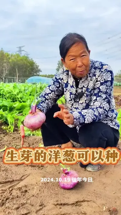 生芽的洋葱还可以种植 这样的洋葱种上收了种子秋季还可以种#洋葱种植 #蔬菜种植 #种植小技巧 #生菜杨姐 #每天分享蔬菜种植技巧
