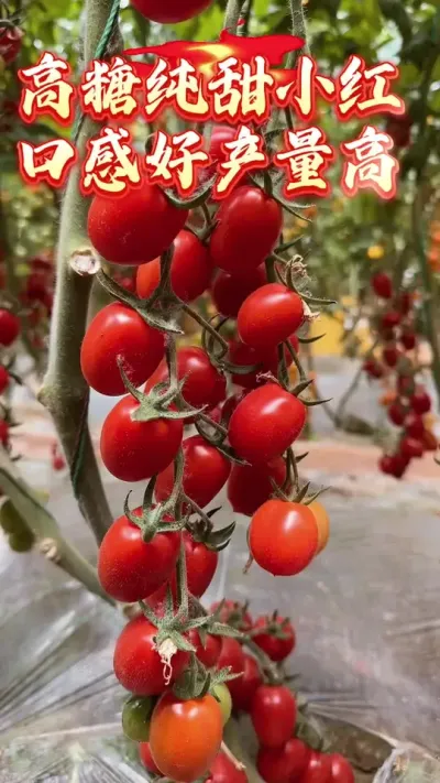 高糖纯甜无黄小红～妍香28！产量高，颜色亮度好！#三农 #农业 #农业种植 #小番茄 #西红柿种植