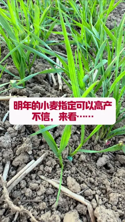 Сָܸ߲…… #ũҵݪֲ #ݪֲС #ũũ #ũ #ũҵݪֲ