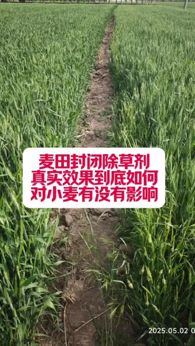 СرճݼʵЧ #ݪֲ #ũҵݪֲ #עũ #溦 #ũҵ