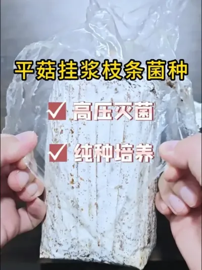 平菇菌种，跟上大部队，挂浆枝条菌种，菌丝发菌快。#平菇种植 #平菇菌种 #食用菌栽培种 #栽培种