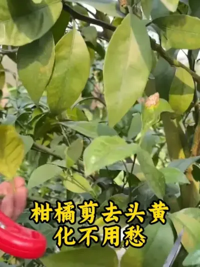 ȥͷƻس#ƻ #ƻ #ݪֲ #