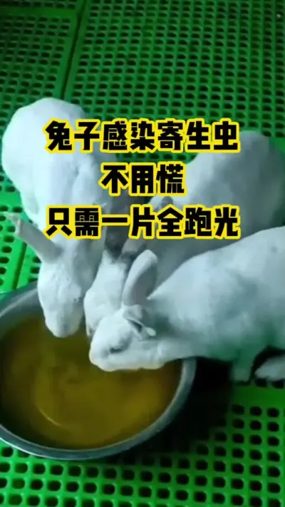 兔子感染寄生虫，不用慌，只需一片全跑光#抖音三农#养殖#养兔
