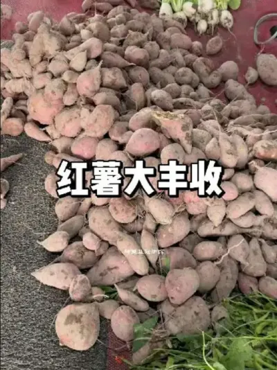 种了半年的红薯，看看挖出来有多少斤 