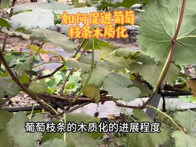 ֦ʱûľʻǸȥ # #ݪֲ #ľʻ֦ # #