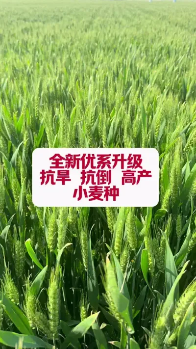 ȫϵ߲С #ũҵݪֲ #С߲ݪֲ #߲