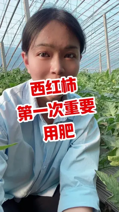#西红柿种植 #记录我的种植生活 #大棚西红柿  点个关注互相学习吧@抖音小助手