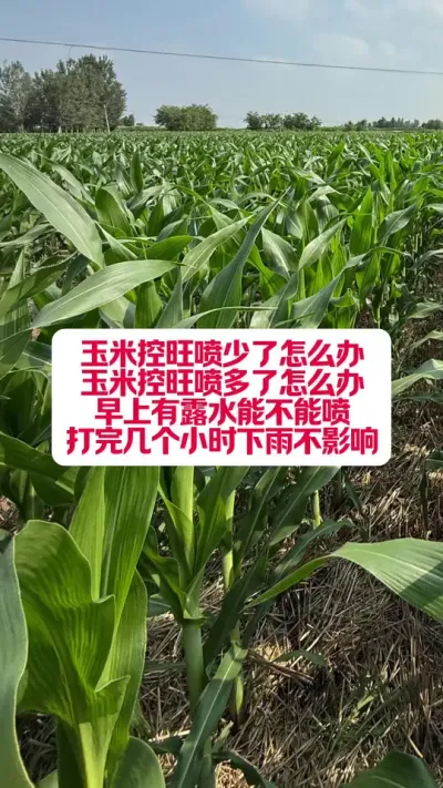 ���׻��������������������ô������¶���ܴ����� #ũҵݪֲ #��ũ������������ #�׽���³��ũ�˵���ֱ������