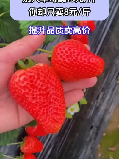 ˲ݮ15Ԫȴֻ8Ԫ @ش—Թ @ش-ˮܷԴͷ @ش-Դͷ #ݪֲС #ݮݪֲ #ũҵݪֲ #ũ֧ũ #ش