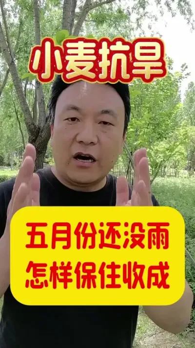 五月份还不下雨，小麦怎么样保住收成。#小麦种植 #小麦抗旱 #小麦浇水