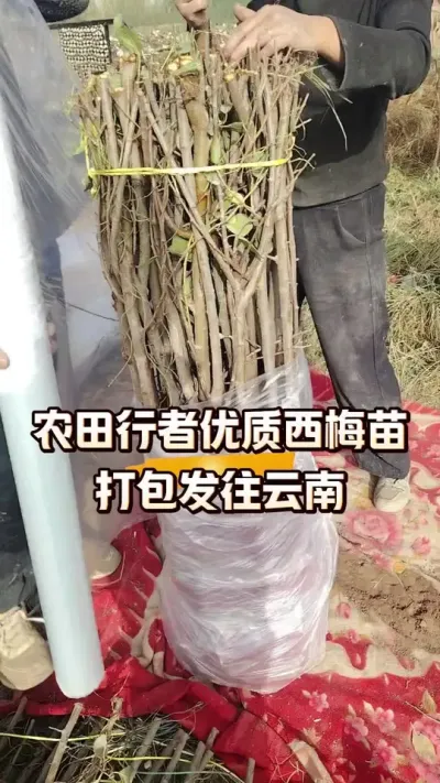 ũ2÷#ݪֲ #ũ #ũշͬ#÷ݪֲ