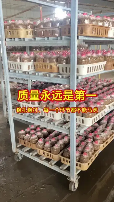 ǾֳSݪֲҲ…… #Ǿ#Ǿݪֲ #Ǿ # #