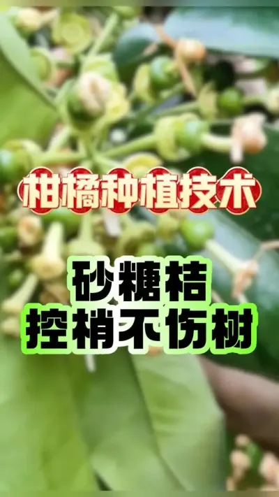 #上热门 🌿【砂糖橘控梢不伤树，老果农三招教你保住摇钱树！】🌿#柑橘种植 #增产增收才是硬道理 #果树管理 #科学用药