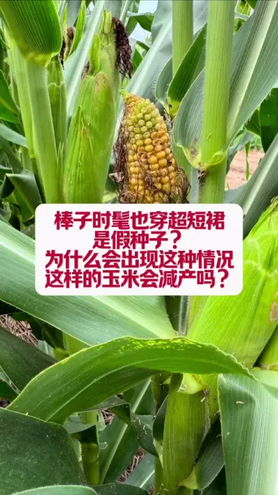 ����Ϊʲô�᷺�𳬶�ȹ��Ӱ������� #ũҵݪֲ #������ũ������ũ #������ũת�������� #֧����ũ������ũ����