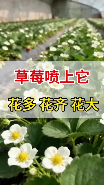 ݮŻ#ѿֽ#ũ#ݮ#ٻ