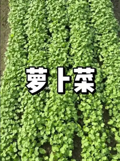萝卜菜从种植到收获需要多久 
