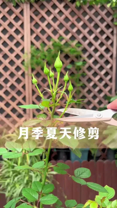 �����¼������������������Ż�����#�¼� #������ֲ #����С֪ʶ #������������