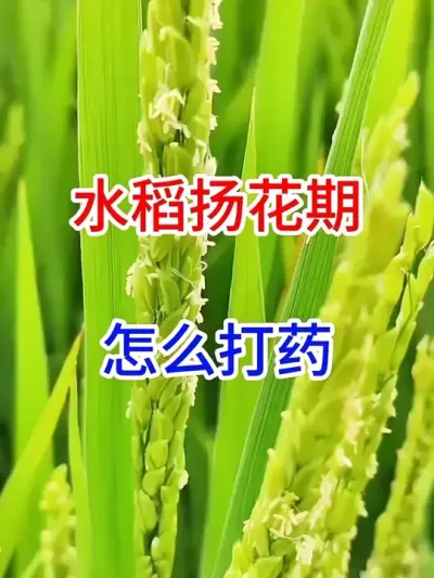 ˮﻨôҩ #ũҵݪֲС֪ʶ   #ũҵ֪ʶũ   #ũҵ֪ʶ   #ũҵ֪ʶ