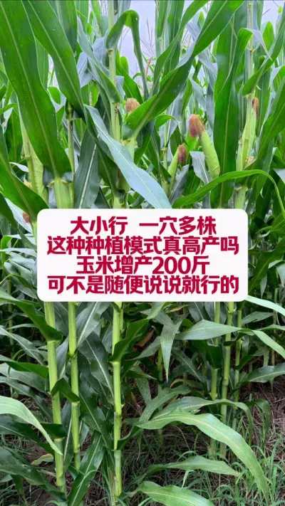 ϸһѨ߲ #ũݪֲ #ũҵݪֲ #ũݪֲ #ũ #׽³ũ˵ֱ