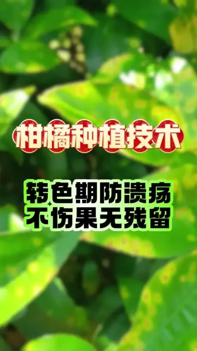 תɫڷ˹޲#ݪֲ #ٹ # #ݪֲ