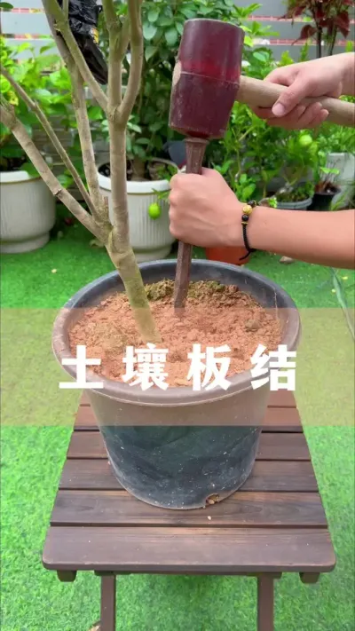 ֲ᲻͸Ҫô#軨 #ֲ #С֪ʶ