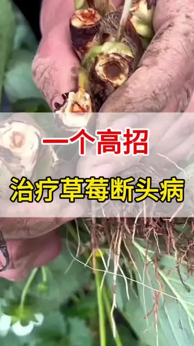 ݮĶͷһŸ㶨#Ķͷ#ũ#ݮ#