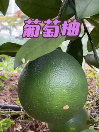 #ݪֲ #ũݪֲ #ũ #ũ #ũũ