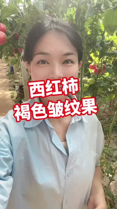#西红柿种植 #记录我的种植生活 ##大棚西红柿 #褐色皱纹果 #壳寡糖 橱窗下单 点个关注 互相学习吧@抖音小助手