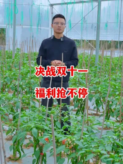 双十一活动准备开抢#辣椒种植 #辣椒 #小米辣 #线椒 #新农人计划2025