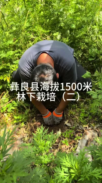 �����غ���1500������ݪֲ������ #��ũݪֲ #��ũ������ #��ũ #ݪֲ���� @����С����