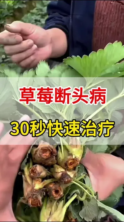 ݮǰ߶ͷһŸ㶨#ǰ߲#ũ#ݮ