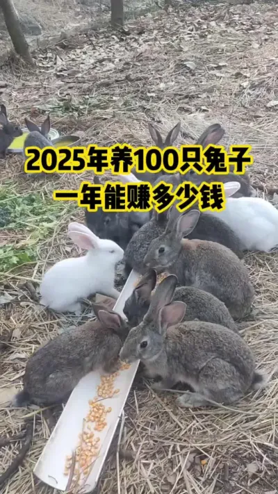 2025年养100只兔子，一年能赚多少钱#抖音三农#养殖#养兔