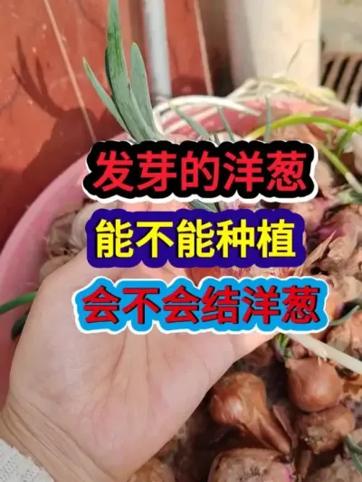 ѿܲݪֲ᲻ #ݪֲ #ũҵݪֲ #ݪֲС #ũҵ #ũҵ֪ʶũ