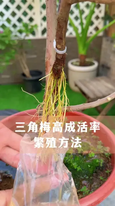 三角梅高成活率繁殖方法 #三角梅 #花卉绿植 #养花小知识 #爱生活爱养花