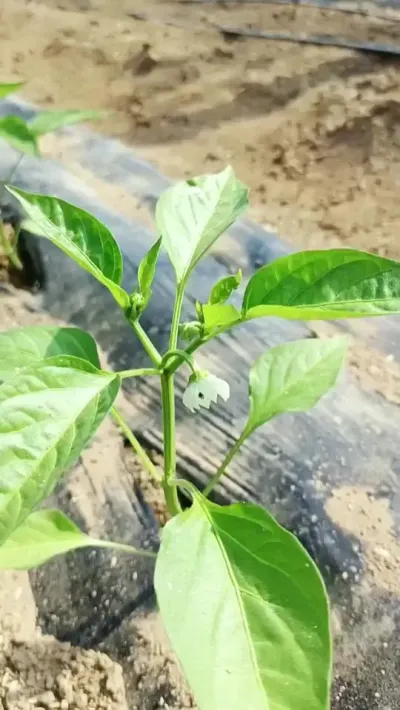 #三农 #辣椒种植 #农业种植技术