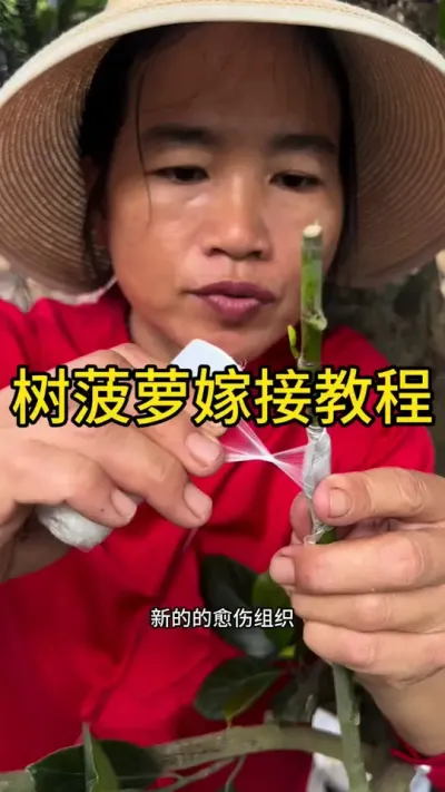 树菠萝嫁接教程#嫁接技术 #dou来广东百千万 #新农人计划2025 #来抖音学农技