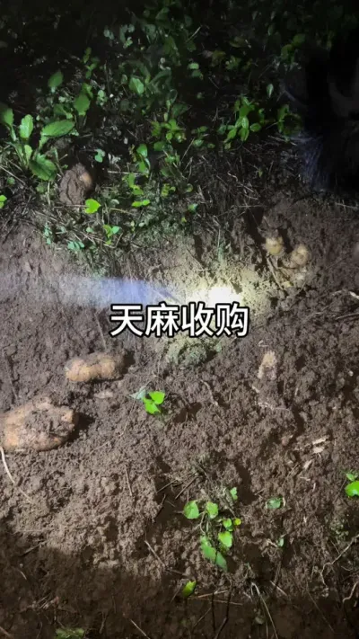  #ũݪֲ #ҩݪֲ #ݪֲ @С