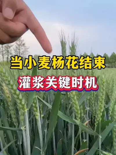 当小麦杨花结束，灌浆的关键时机！ #小麦种植 #小麦膨大剂 #种植小技巧 #苄氨烷醇