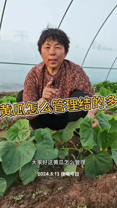 黄瓜管理小技巧#黄瓜 #黄瓜种植 #黄瓜管理 #三农 #蔬菜杨大姐 @抖音创作小助手 @DOU+小助手 @DOU+上热门