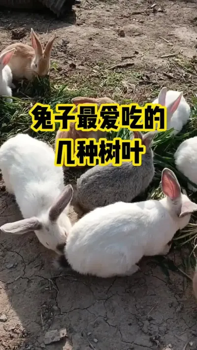 兔子最爱吃的，几种树叶#抖音三农#养殖#养兔