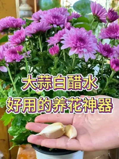 ״ˮõ# #ֲ # #С֪ʶ #˵Ȥ