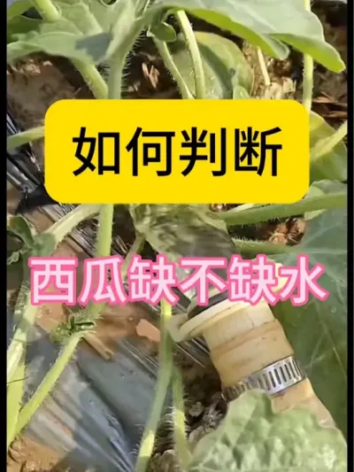 #抖音助农 #抖音三农热点 #抖音助力三农