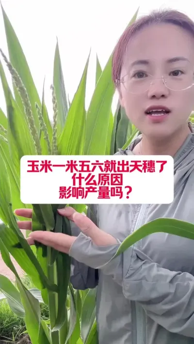 ׺ܰͳӰ #߲ #ũ֧ũ #ũҵݪֲ #ݪֲС #׽³ũ˵ֱ