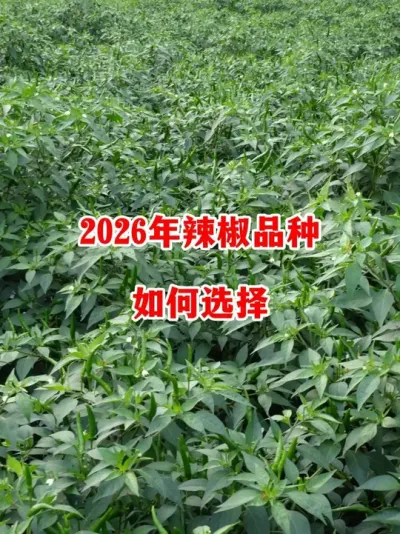 ׼Ʒѡ#ݪֲ # #С #߽ #ũ2025