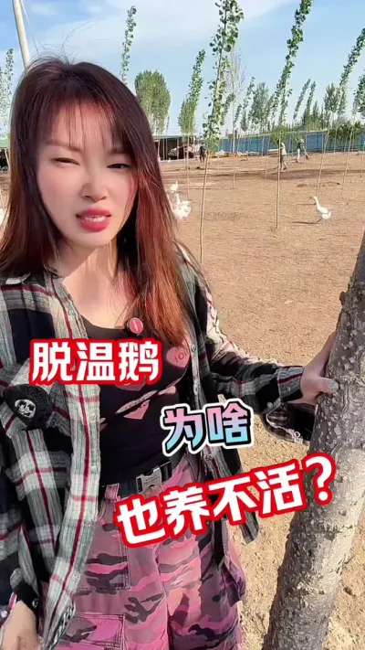 脱温鹅为啥也不好养？#养鹅人#养鹅技术分享 #农村创业养殖