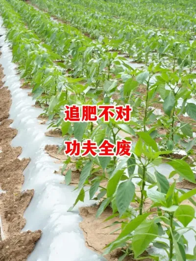 ׷öԲŻʩչЧ#ݪֲ # #С #߽ #ũ2025