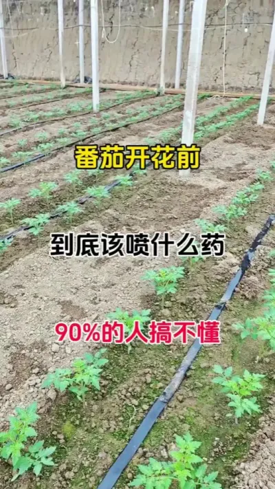 番茄开花前，到底该打什么药，90的人不清楚#促花保果#促花肥 #番茄种植