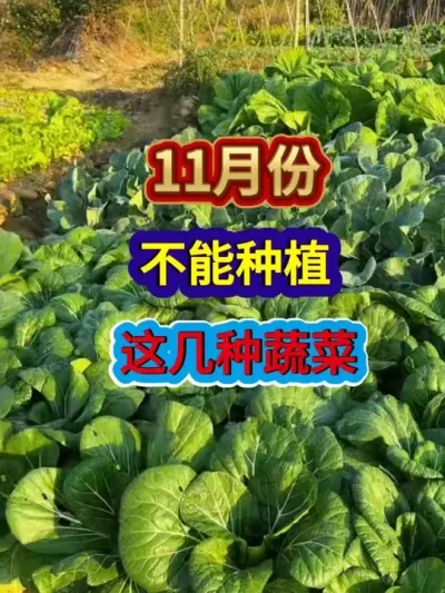 11·ݲݪֲ⼸߲ #߲ݪֲ #ũҵݪֲ #ݪֲС #ũ #ũҵ֪ʶũ